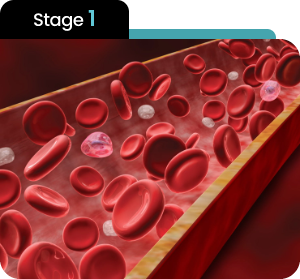 Stage 1 illustration for Manboa male enhancement, showing initial absorption of active ingredients.