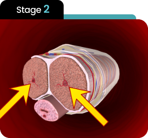 Diagram of stage 2 in Manboa male enhancement, depicting enhanced nutrient delivery to key areas.