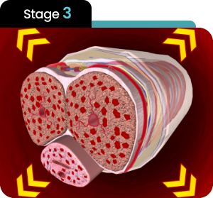 Illustrated stage 3 of Manboa male enhancement process, showing optimized blood flow and tissue health.