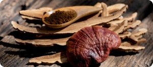 Wooden spoon with reishi mushroom powder and slices, immune and energy supporter in Manboa male enhancement blend.