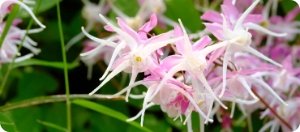 Cluster of Epimedium, a natural booster featured in Manboa male enhancement for stamina enhancement.
